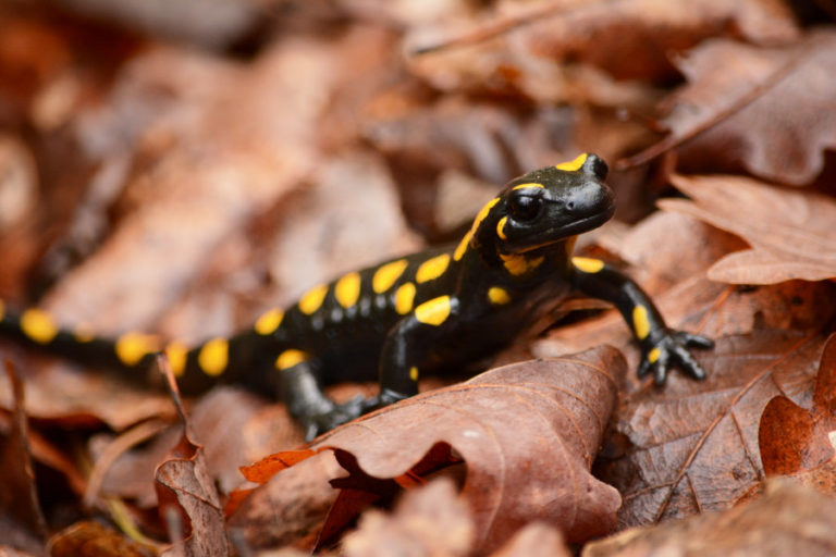 Feuersalamander: Verbreitung in Sachsen